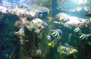 Les résidents guidélois visitent l’aquarium de Vannes