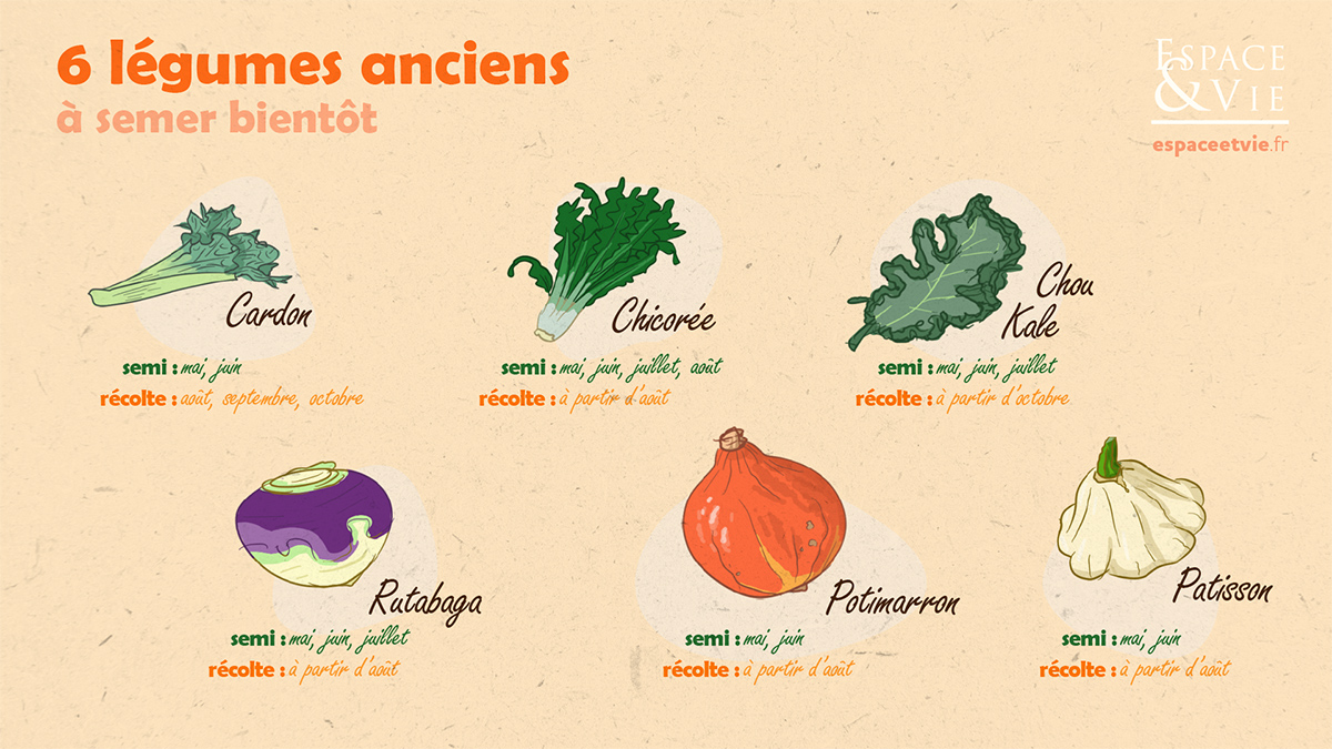Légumes anciens jardinage